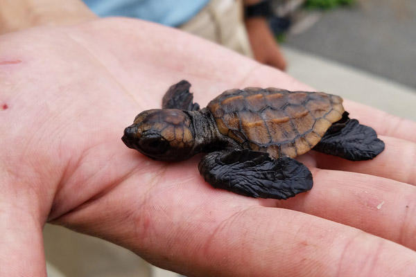 Nesting surveys of sea turtles (Shimoda Aquarium)